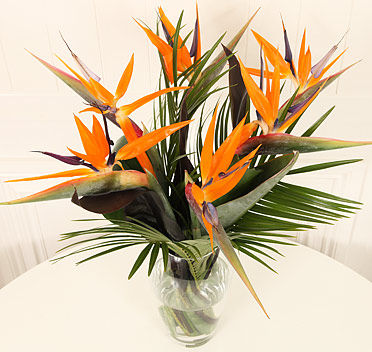 5 Strelitzia with Vase